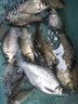 邁高登打窩船大功率遙控船釣魚(yú)船大容量拉網(wǎng)遠投神器送餌送鉤船長(cháng)續航 單倉 14000mA 【定速巡航】 【長(cháng)續航版】 曬單實(shí)拍圖