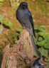 黑尾卷鳥(niǎo)食開(kāi)口鳥(niǎo)飼料灰燕伯勞提性壯膘靚羽幼鳥(niǎo)高歌混合營(yíng)養(yǎng)鳥(niǎo)糧 一袋【黑尾卷鳥(niǎo)食】體驗(yàn)裝 曬單實(shí)拍圖