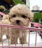 泰迪幼犬純種灰泰迪貴賓犬茶杯犬長(zhǎng)不大小體狗小型犬活體狗寵物狗 寵物級(jí) 香檳泰迪 公 曬單實(shí)拍圖