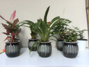 綠有意綠植盆栽桌面水培綠植辦公室植物懶人好養(yǎng)盆景水養(yǎng)植物 【6盆發(fā)財(cái)組合】 含盆 曬單實(shí)拍圖