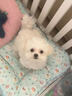 泰迪幼犬純種灰泰迪貴賓犬茶杯犬長(zhǎng)不大小體狗小型犬活體狗寵物狗 寵物級(jí) 香檳泰迪 母 曬單實(shí)拍圖