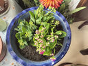 長(cháng)壽花盆栽重瓣金狐貍大花帶花苞花苗四季室內開(kāi)花好養的花卉植物 宮粉（帶花苞四季開(kāi)花） 含加侖盆 曬單實(shí)拍圖