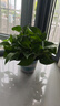 綠蘿除甲醛室內進(jìn)化空氣水培植物客廳懶人辦公室防輻射新房必備 【8盆】冠幅25cm綠蘿+綠色加侖盆自吸水 曬單實(shí)拍圖