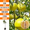 臨雅柚子樹(shù)苗紅心蜜柚大沙田柚庭院嫁接果樹(shù)源頭直發(fā)濃香桂柚60-80cm 曬單實(shí)拍圖