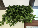 匠心綻放仿真藤條樹(shù)葉綠籮假綠植空調(diào)管道遮擋裝飾藤蔓植物藤條5條裝20193 曬單實(shí)拍圖