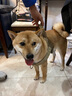 JCZS德國品牌狗狗牽引繩大型犬狗胸背帶背心式項圈馬犬金毛德牧邊牧脖 棕色胸背 L 參考體重35-60斤 曬單實拍圖