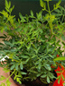 蕓香草臭草植物賊仔草盆栽室外陽臺菜園四季花苗臭艾驅(qū)蚊驅(qū)蛇食用 蕓香草小顆 帶盆 曬單實(shí)拍圖