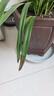 超香型 蘭花 藍寶石 室內盆栽花卉綠植 基地直銷(xiāo) 藍寶石  5苗連體 曬單實(shí)拍圖