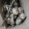 今年新干蒜5斤大蒜頭農(nóng)家新大蒜頭250g起紫白皮大蒜當(dāng)季蔬菜整箱 5斤 中大果(4.0-5.0cm高) 誤差0.1 曬單實(shí)拍圖