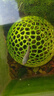 中國斗魚(yú)活體無(wú)紋藍免打氧淡水魚(yú)苗觀(guān)賞魚(yú)超血帝王藍國斗魚(yú)免打氧 游龍魚(yú)苗2-3公分2條 曬單實(shí)拍圖