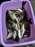 久巖 新關(guān)東魚鉤成品綁好子線雙鉤套裝黑坑鯽魚鯉魚鰱鳙大物無刺魚鉤 75cm新關(guān)東無刺-鉤2+1.2 鉤3+1.5 曬單實(shí)拍圖