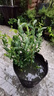 磊運特大果高產(chǎn)藍莓苗帶土發(fā)貨藍莓樹(shù)苗南方北方種植盆栽地栽當年結果 夏普藍莓4年苗（當年結果） 曬單實(shí)拍圖