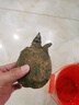 大飛盤(pán)式撒網(wǎng)圓盤(pán)漁網(wǎng)拋網(wǎng)手撒手拋網(wǎng)魚(yú)網(wǎng)抓撲捕魚(yú)易拋旋網(wǎng)甩神器 夢(mèng)達(dá) 第四代飛盤(pán)式輪胎線-360【鋼墜】 曬單實(shí)拍圖