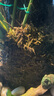 蒲戀苔蘚孢子粉種子四季鮮活草皮青苔蘚草籽苔蘚粉微景觀盆景造景假山 【精品苔蘚孢子粉】2包裝 曬單實(shí)拍圖