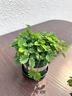 含羞草盆栽室內(nèi)客廳辦公桌面上趣味可愛(ài)小綠植害羞草四季好養(yǎng)花卉 【特級(jí)】含羞草【灰繁星自吸盆】栽好發(fā)貨 曬單實(shí)拍圖