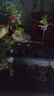 花沃里重瓣鳳仙花種子5g 花卉種子家庭盆栽驅(qū)蛇花土辦公庭院蛇滅門草籽 曬單實拍圖