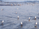 斐樂(lè)（FILA）官方女鞋魚(yú)刺4代老爹鞋運(yùn)動(dòng)鞋2025春季新款增高鞋休閑鞋 黑-BK 37.5 曬單實(shí)拍圖