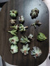 多肉植物盆栽綠植花卉室內(nèi)玉露錢串紅寶石書桌擺件玫瑰 15顆多肉隨機(jī)+15個(gè)小盆+營養(yǎng)土 圖片文字有說明 曬單實(shí)拍圖