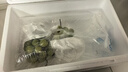 沭鮮園江蘇陽光玫瑰晴王葡萄當(dāng)季水果整箱脆甜香印新鮮無籽時(shí)令水果禮盒 2斤整串特級(jí)果【10-14g】 曬單實(shí)拍圖