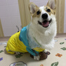 嬉皮狗（hipidog）寵物柯基狗狗雨衣四腳防水全包法斗柴犬斗牛小型犬中型犬雨披衣服 【四腳款】黃綠撞色 XL （建議體重24-30斤） 曬單實拍圖