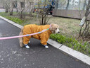 大狗專(zhuān)用雨衣中大型犬金毛薩摩耶阿拉斯加四腳全包連帽包尾巴雨具 黃色全包尾巴（公狗） 22（背長(cháng)50cm胸圍80cm） 曬單實(shí)拍圖