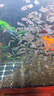 松寶（sobo）魚缸過濾棉凈化水質(zhì)加厚高密度白棉水族箱魚池生化棉過濾材料 5米 曬單實拍圖