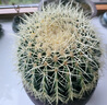 金虎狂刺仙人球盆栽植物綠植金虎超盆栽大盆栽辦公室仙人掌 直徑25厘米左右 不含盆 曬單實拍圖
