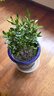 蝴蝶之舞 四季梔子花綠植盆栽濃香型濃香花卉獨(dú)桿小葉梔子花帶花苞好養(yǎng)活 小葉獨(dú)桿梔子花小盆 不含盆 曬單實(shí)拍圖