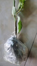 白蘭花玉蘭花樹(shù)苗帶花苞矮化老樁盆栽紫黃角蘭四季開(kāi)花卉綠植植物 精品白蘭70cm（當年開(kāi)花） 曬單實(shí)拍圖