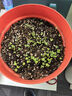 蟋蟀紫油菜種子大全春季蔬菜紫油菜種籽秋冬季四季雞毛菜孑小白菜種籽 上海青10g原裝(綠色油菜) 曬單實(shí)拍圖