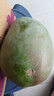 【新鮮上市】正宗攀枝花凱特芒果新鮮水果 帶箱2斤200g+ 曬單實(shí)拍圖