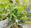 茉莉花盆栽帶花苞室內客廳水培梔子花苗陽臺四季濃香驅蚊花卉植物 【花期帶花】精品茉莉6年5-8棵（加侖盆）+肥料 曬單實拍圖