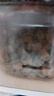 麥德氏 超濃縮狗狗卵磷脂 泰迪金毛美毛粉寵物軟磷脂 大罐 3061g 曬單實(shí)拍圖