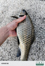 沃鼎王者神劍三代釣魚(yú)竿碳纖維超輕鯽魚(yú)竿大物竿魚(yú)桿臺(tái)釣竿4.5米 5.5H 曬單實(shí)拍圖