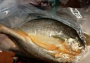 三都港 三去大黃魚凈重700g/2條裝 寧德黃花魚 生鮮 魚類 燒烤 曬單實(shí)拍圖