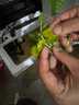 FKSC 瘋狂水草銅錢草魚缸里的水培植物魚缸造景水草直接入缸凈化水質(zhì)陰性蜈蚣草 銅錢草2盆約30-40根 曬單實拍圖