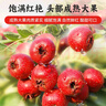 同仁堂（TRT）山楂片無(wú)核山楂干空心泡茶泡水去核生山楂干果滋補(bǔ)養(yǎng)生茶 曬單實(shí)拍圖