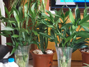 植男植女綠富貴竹水培竹子植物綠植室內(nèi)好養(yǎng)盆栽不帶根發(fā)財6/70cm源頭直發(fā) 曬單實(shí)拍圖