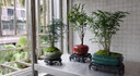 想開文竹盆栽植物室內(nèi)綠化四季迷你辦公室綠植擺件桌面好養(yǎng)創(chuàng)意小盆景 文竹+綠砂盆+底座+苔蘚 曬單實(shí)拍圖