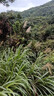 山東臨沂新鮮皺皮辣椒正宗薄皮特辣青椒虎皮辣椒農(nóng)家自種現(xiàn)摘現(xiàn)發(fā) 皺皮辣椒 3斤 精品（手工挑選） 曬單實(shí)拍圖