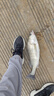 樂琦手機(jī)無線智能探魚器聲納找魚器釣魚裝備高清聲吶 曬單實(shí)拍圖