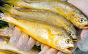森農(nóng)樂(lè)小黃魚生鮮黃花魚舟山野生鮮活冷凍海魚正宗深海冰鮮燒烤商用新鮮 7-8條/斤【凈重3斤 味美鮮嫩】 曬單實(shí)拍圖