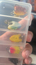 科邁雷微物小蛤蟆雷蛙3cm3g遠投假餌亮片打黑魚餌仿生假餌路亞餌套裝 曬單實拍圖