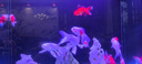可麗愛魚缸溪流缸水族箱生態(tài)超白玻璃新款全套過濾DX溪流 專用遙控器 DXD / DXG 專用遙控器 曬單實(shí)拍圖