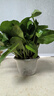 植男植女綠蘿植物盆栽室內(nèi)辦公室花卉綠植大葉吊蘭四季常青小盆景源頭直發(fā) 曬單實拍圖