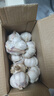 【營田半畝】蒜干蒜頭蒜大蒜紫白皮大蒜當(dāng)季蔬菜0.5-5斤 2斤帶箱重【果徑4.5-5cm】大果 曬單實拍圖