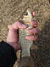 南北魚(yú)餌南北包搞定腥香餌料一包搞定魚(yú)食鯽鯉魚(yú)搓拉自帶開(kāi)餌水野釣 包搞定【4套X1袋】科學(xué)配比 曬單實(shí)拍圖