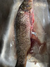 微山湖野生鯉魚四鼻鯉魚新鮮活魚現(xiàn)殺凈膛漁民捕撈 微山湖野生鯉魚 5斤/條(宰殺好15-20%損耗) 曬單實(shí)拍圖