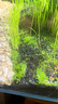 水草種子魚缸造景植物種籽綠植前景水草坪迷你對葉大隊葉牛毛批發(fā) 迷你對葉【1瓶】 曬單實拍圖