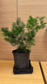 蓬萊松盆栽植物室內(nèi)老樁花卉綠植招財(cái)水培好養(yǎng)活客廳迎客松小盆景 蓬萊松五年苗+高山陶瓷盆 帶盆栽好 曬單實(shí)拍圖